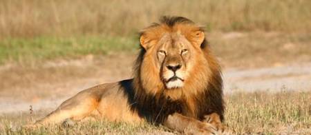 Cecil-the-Lion